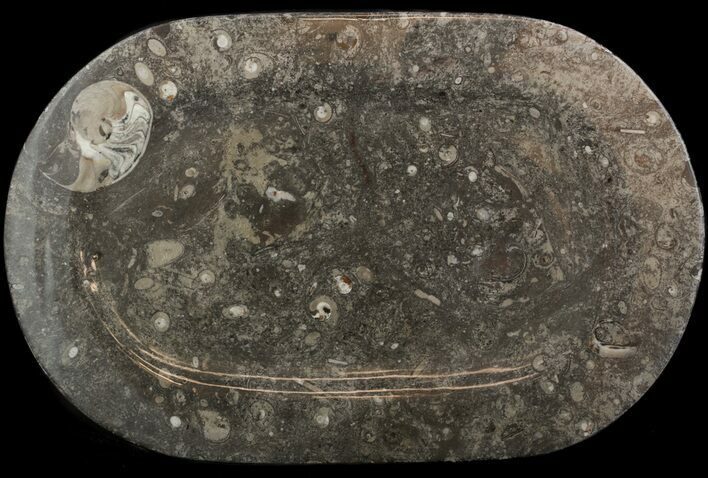 Fossil Orthoceras & Goniatite Plate - Stoneware #51450